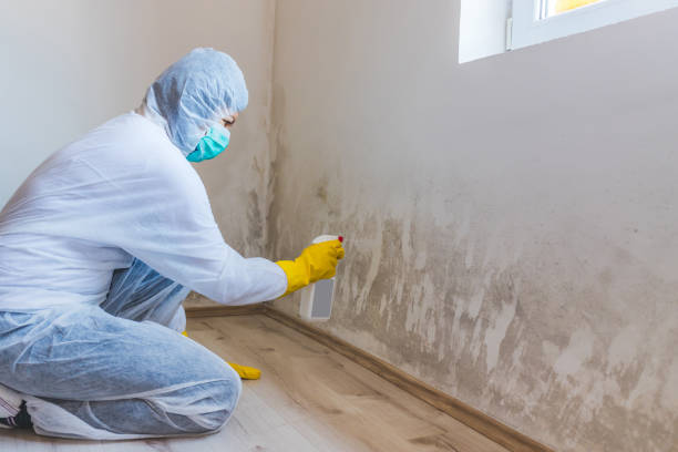 Licensed Mold Removal service in Port Trevorton, PA - WQB Mold Removal