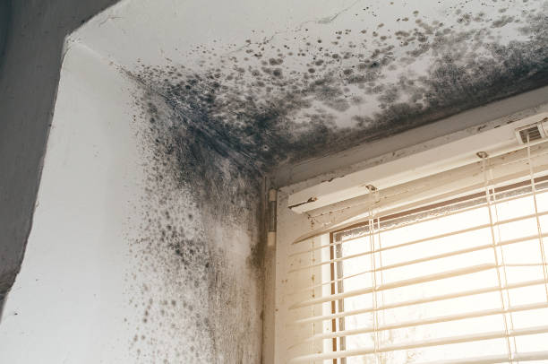 Affordable Mold Removal solutions in Port Trevorton, PA