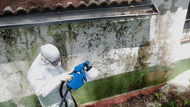 Top rated local Mold Removal specialists in Port Trevorton, PA